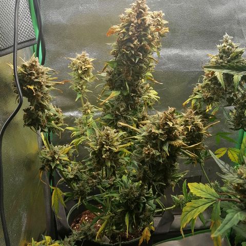 Justine growlog timeline photo