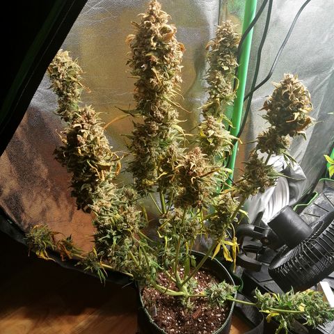 Justine growlog timeline photo