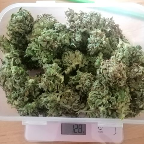 Justine growlog timeline photo