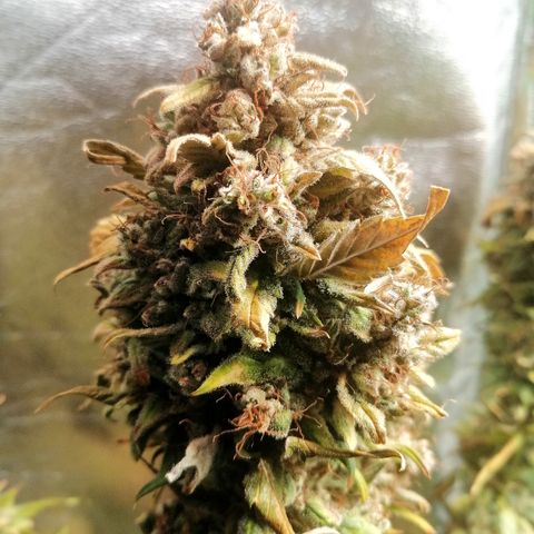 Justine growlog timeline photo
