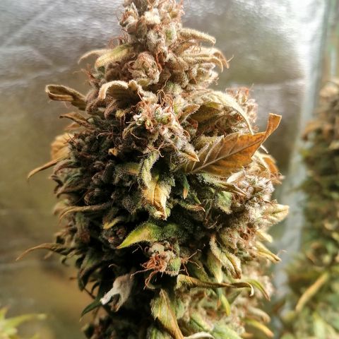 Justine growlog timeline photo