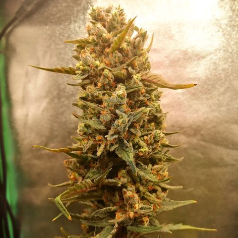 Edith growlog timeline photo