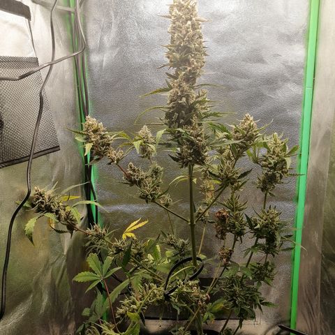 Edith growlog timeline photo