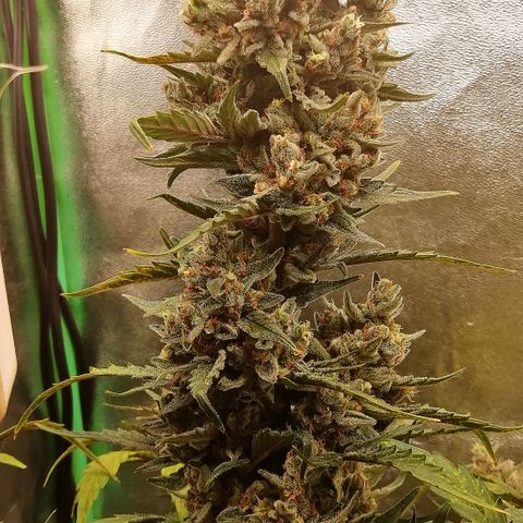 Edith growlog timeline photo