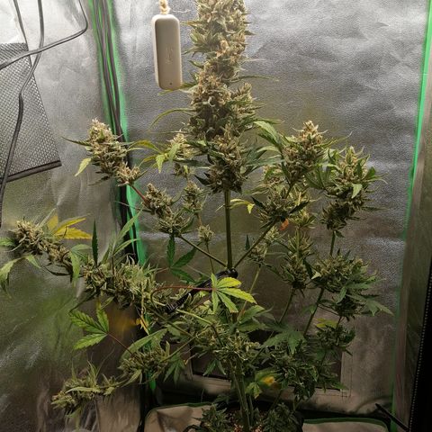 Edith growlog timeline photo