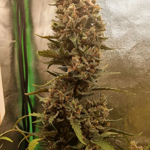 Edith growlog timeline photo