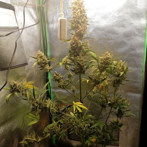 Edith growlog timeline photo