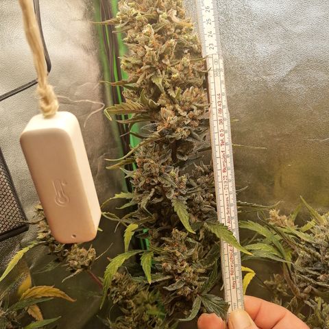 Edith growlog timeline photo