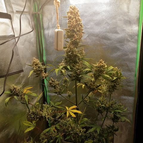 Edith growlog timeline photo