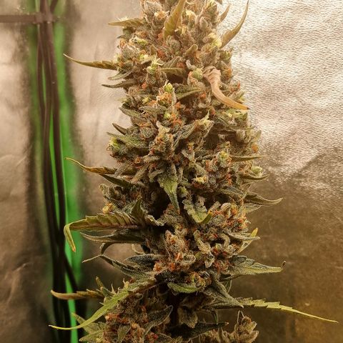 Edith growlog timeline photo