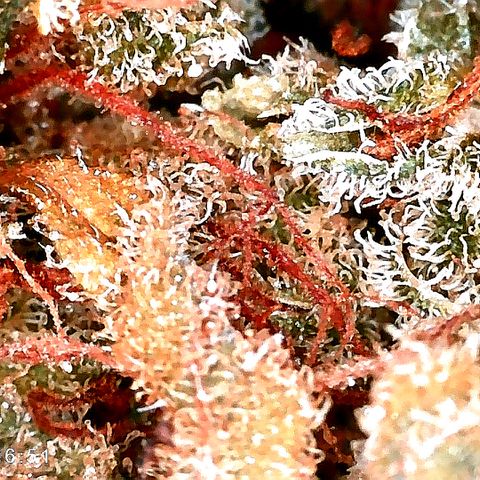Justine growlog timeline photo