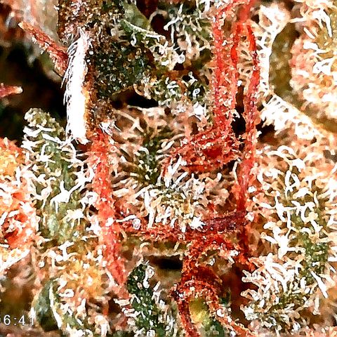 Justine growlog timeline photo