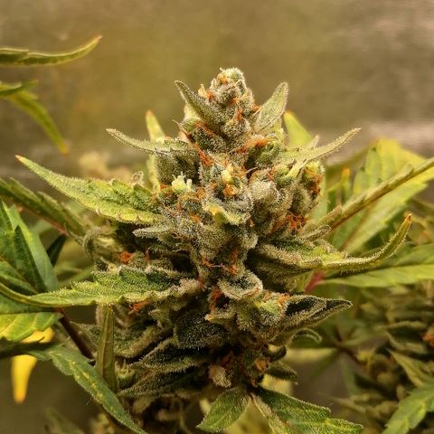 Edith growlog timeline photo