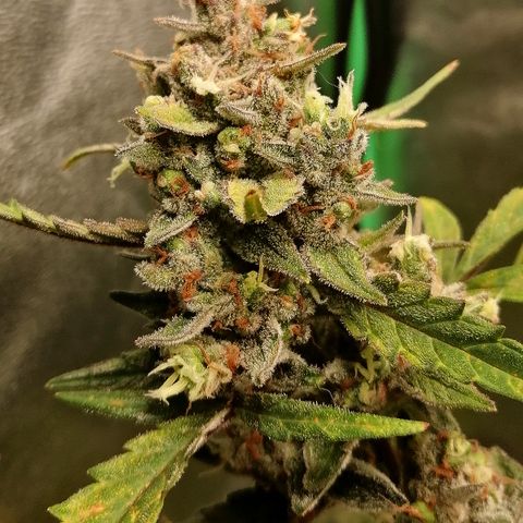 Edith growlog timeline photo