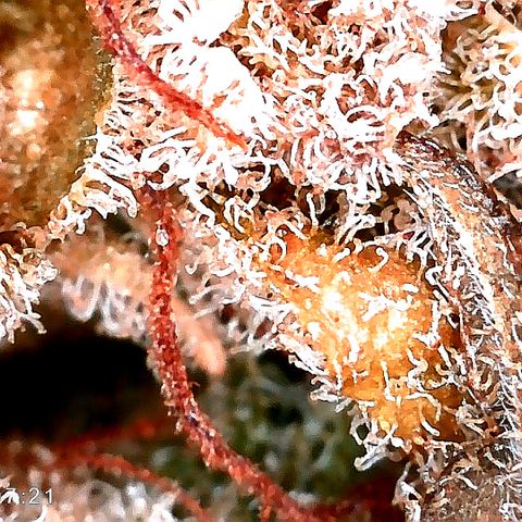 Justine growlog timeline photo