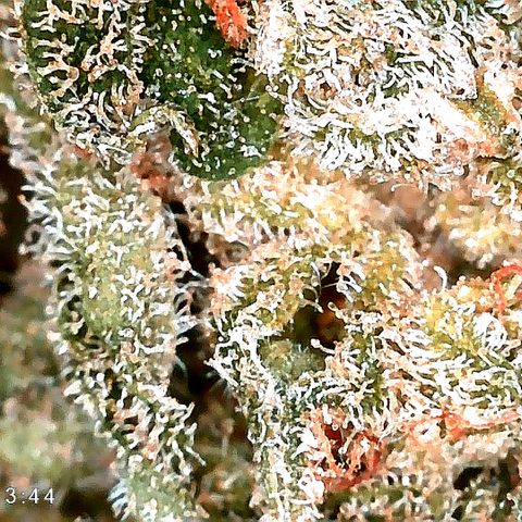 Ankhiale growlog timeline photo