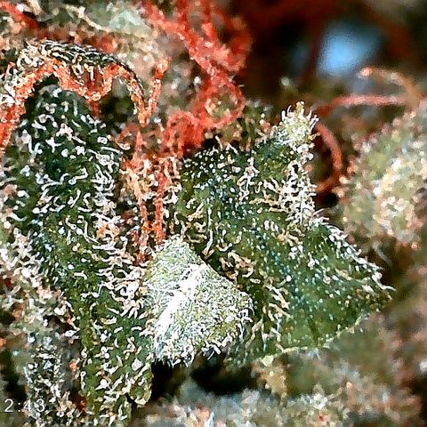Ankhiale growlog timeline photo