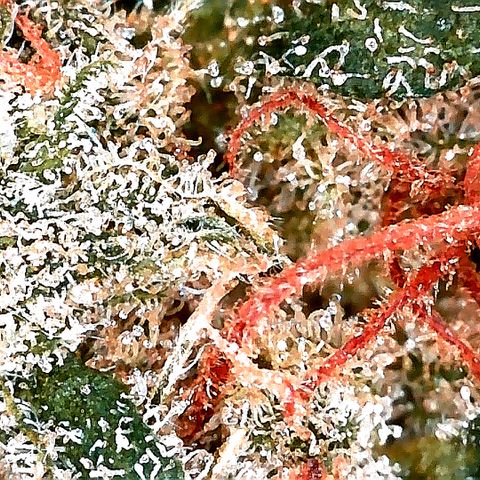 Ankhiale growlog timeline photo
