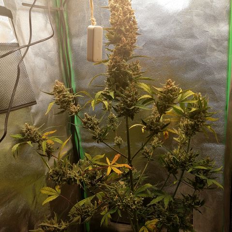Edith growlog timeline photo