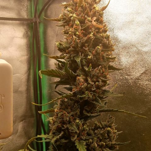 Edith growlog timeline photo