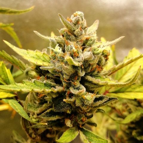 Edith growlog timeline photo
