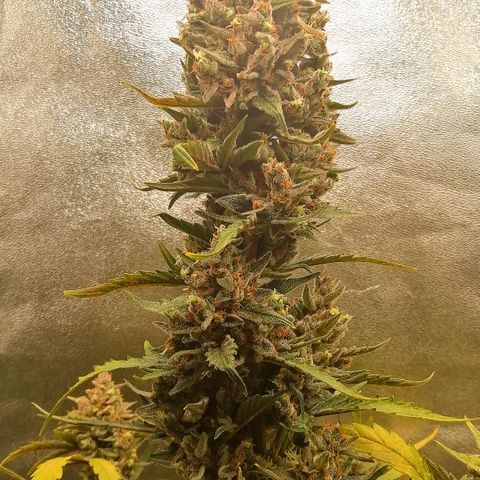 Edith growlog timeline photo