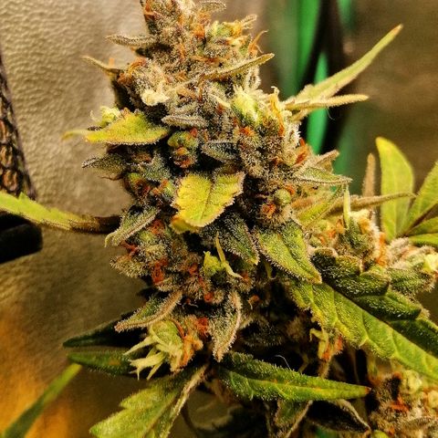 Edith growlog timeline photo
