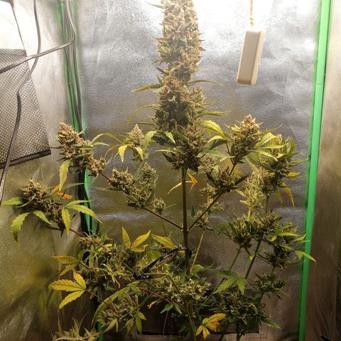 Edith growlog timeline photo