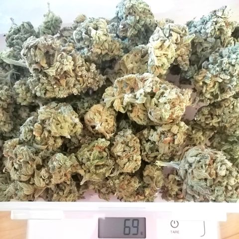 Justine growlog timeline photo