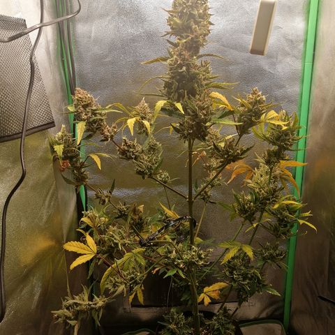 Edith growlog timeline photo
