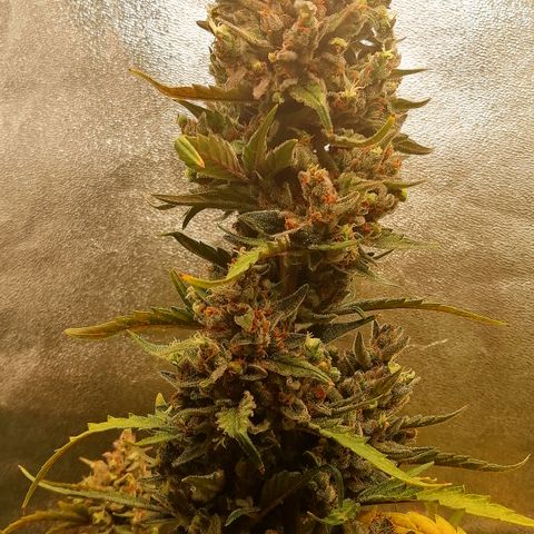 Edith growlog timeline photo