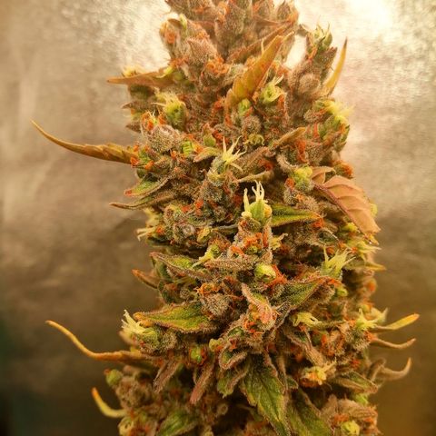 Edith growlog timeline photo