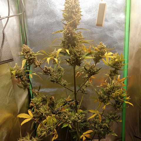 Edith growlog timeline photo