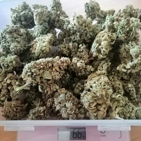 Justine growlog timeline photo