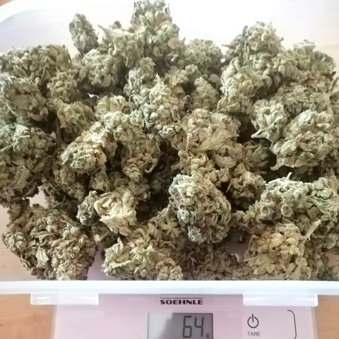 Justine growlog timeline photo