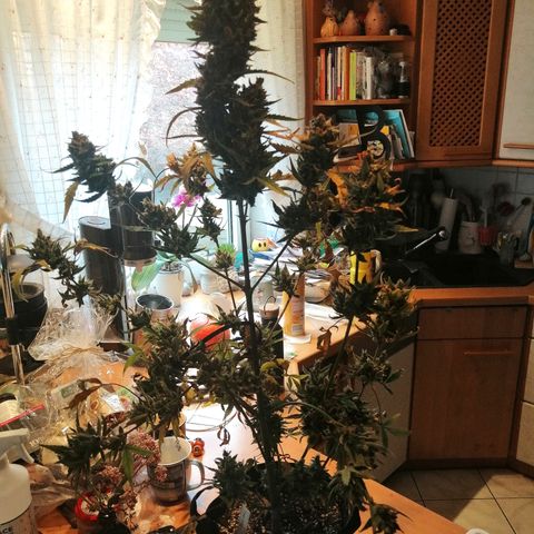Edith growlog timeline photo