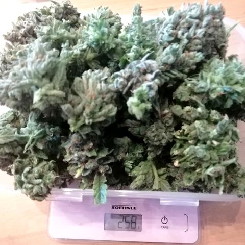Edith growlog timeline photo