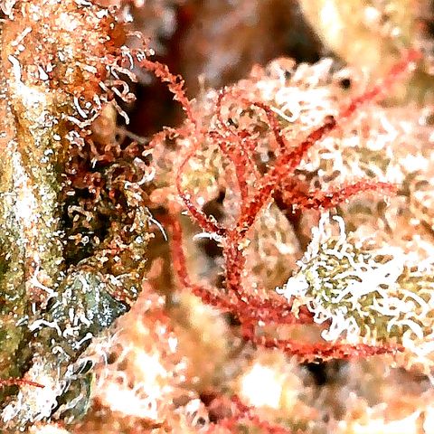 Justine growlog timeline photo