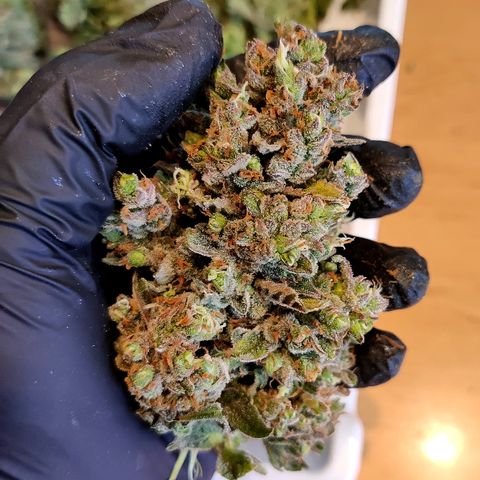 Edith growlog timeline photo