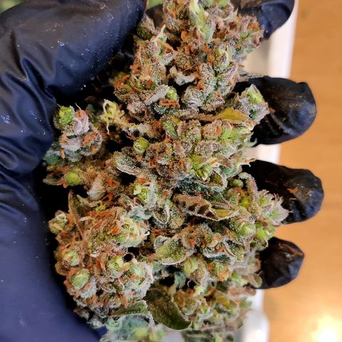Edith growlog timeline photo