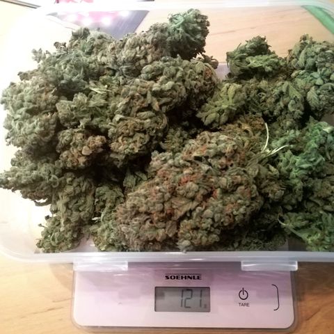 Edith growlog timeline photo