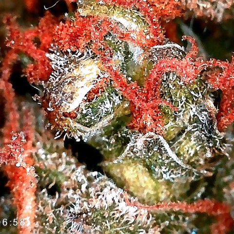 Edith growlog timeline photo