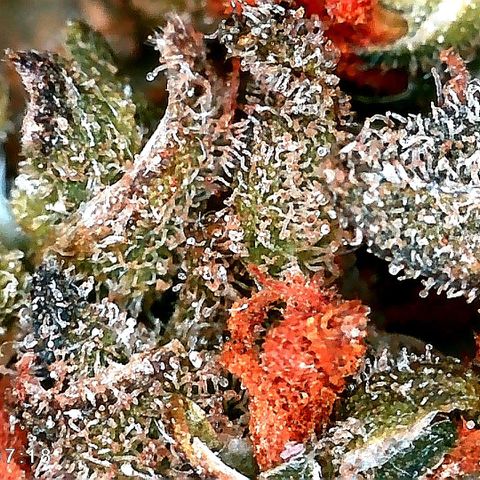 Edith growlog timeline photo
