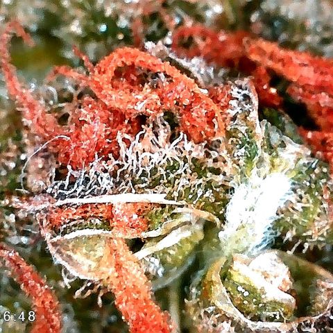 Edith growlog timeline photo