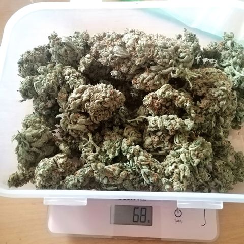 Edith growlog timeline photo