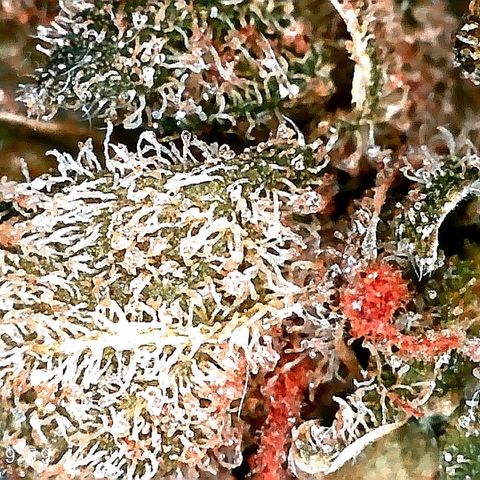 Edith growlog timeline photo