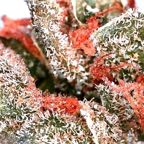 Edith growlog timeline photo