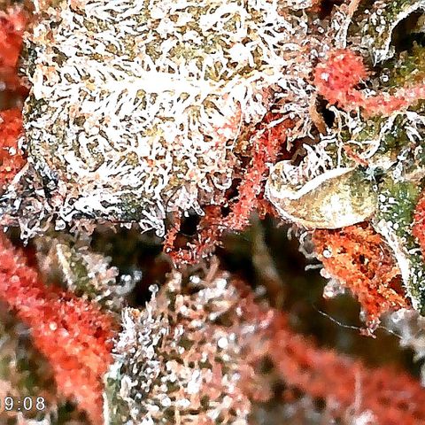 Edith growlog timeline photo