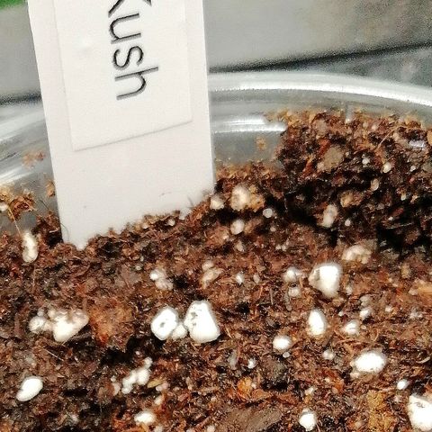 Aisha growlog timeline photo