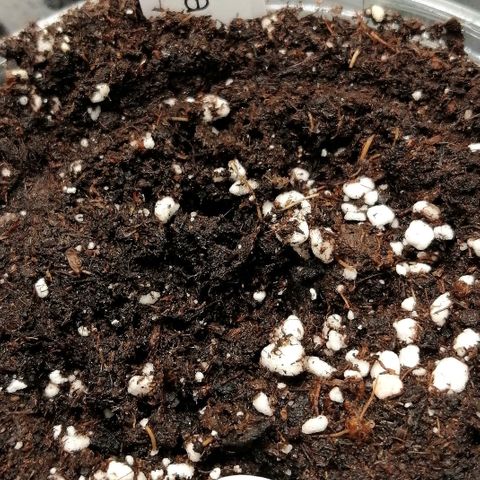Tiana growlog timeline photo